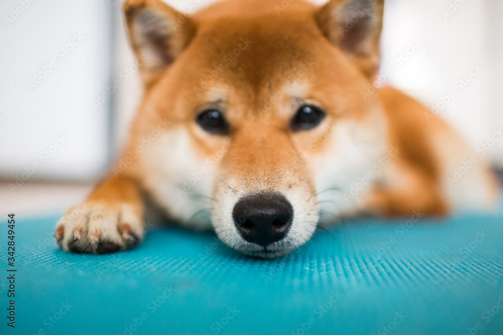 Cute sad Shiba Inu dogs  muzzle 