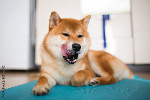 Naughty dog Shiba Inu shows tongue on home isolation