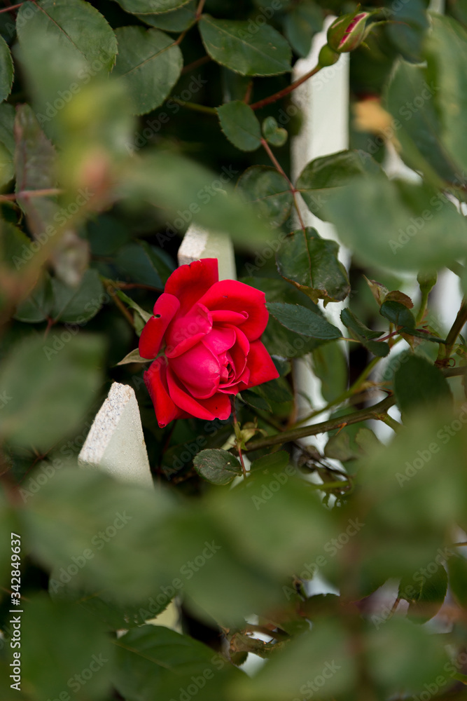 Beautiful red rose blooming on a white piket fence as seen through leaves above