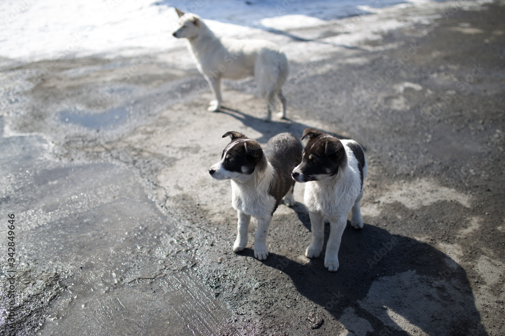 dogs are walking in the sun in winter dogs are walking in the sun in winter