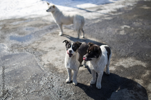 dogs are walking in the sun in winter © Dina