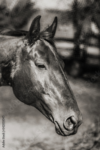 Beautiful black horse portrait in the farmyard