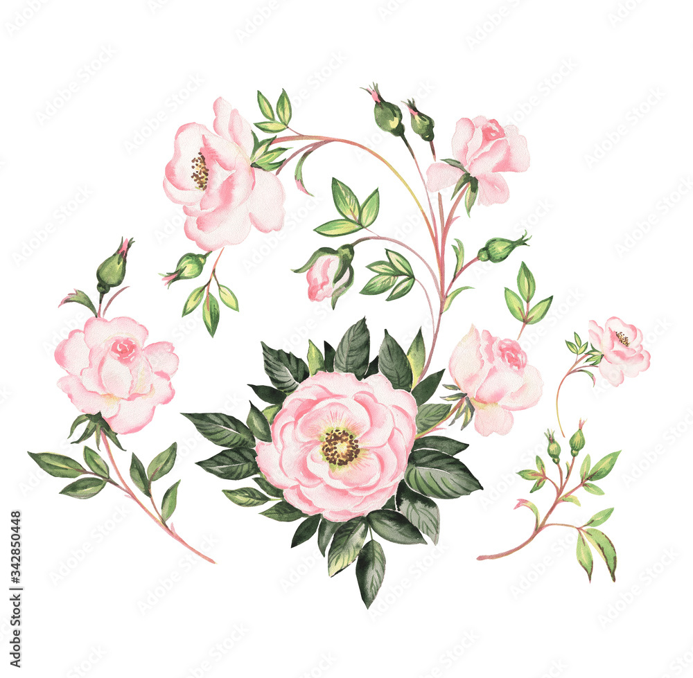 Watercolor illustration of beautiful roses painted on paper with paints