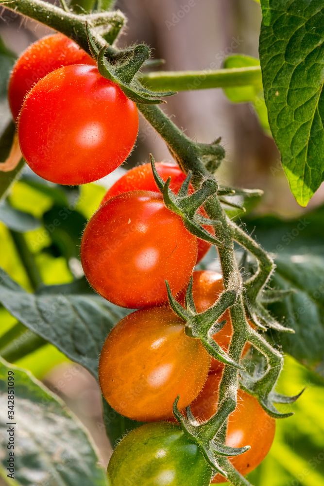 Close-up of red ripe and unripe cherry tomatoes