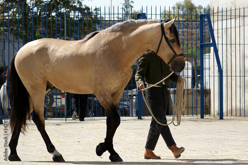 Bilde på lerret Portrait of a beautiful buckskin spanish stallion