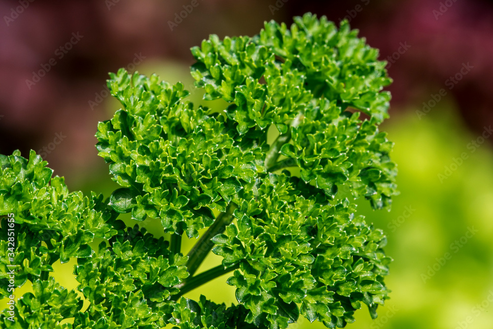 Garden parsley (Petroselinum crispum) close up of leaves Garden parsley (Petroselinum crispum) close up of leaves