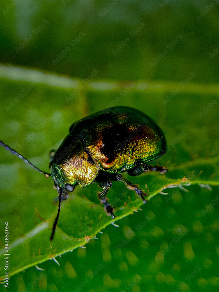 Dogbane beetle on green leaf background Dogbane beetle on green leaf background