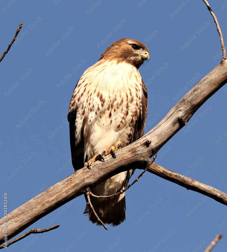 Red-tailed Hawk perched against a Blue Sky Red-tailed Hawk perched against a Blue Sky
