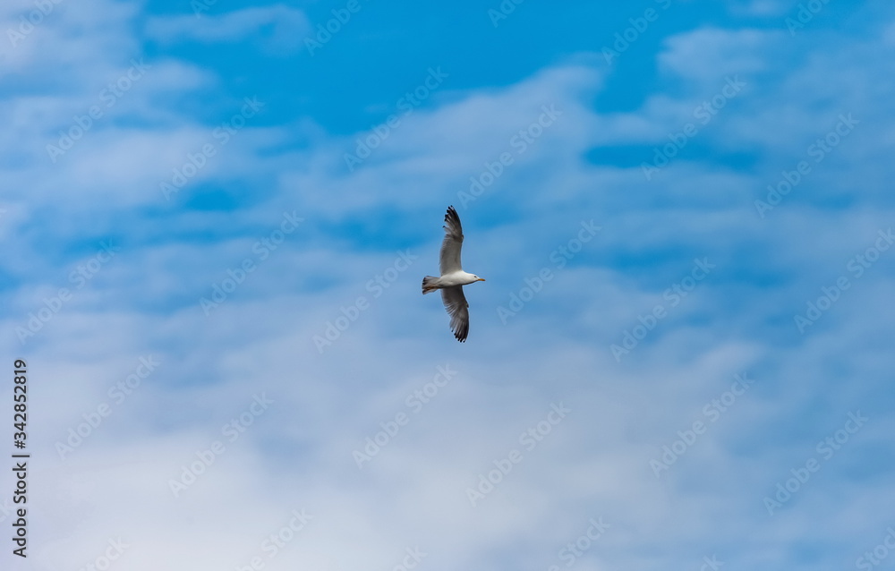 Obraz premium Flying bird river gull on the background of blue sky and white clouds (Background, banner, Wallpaper)