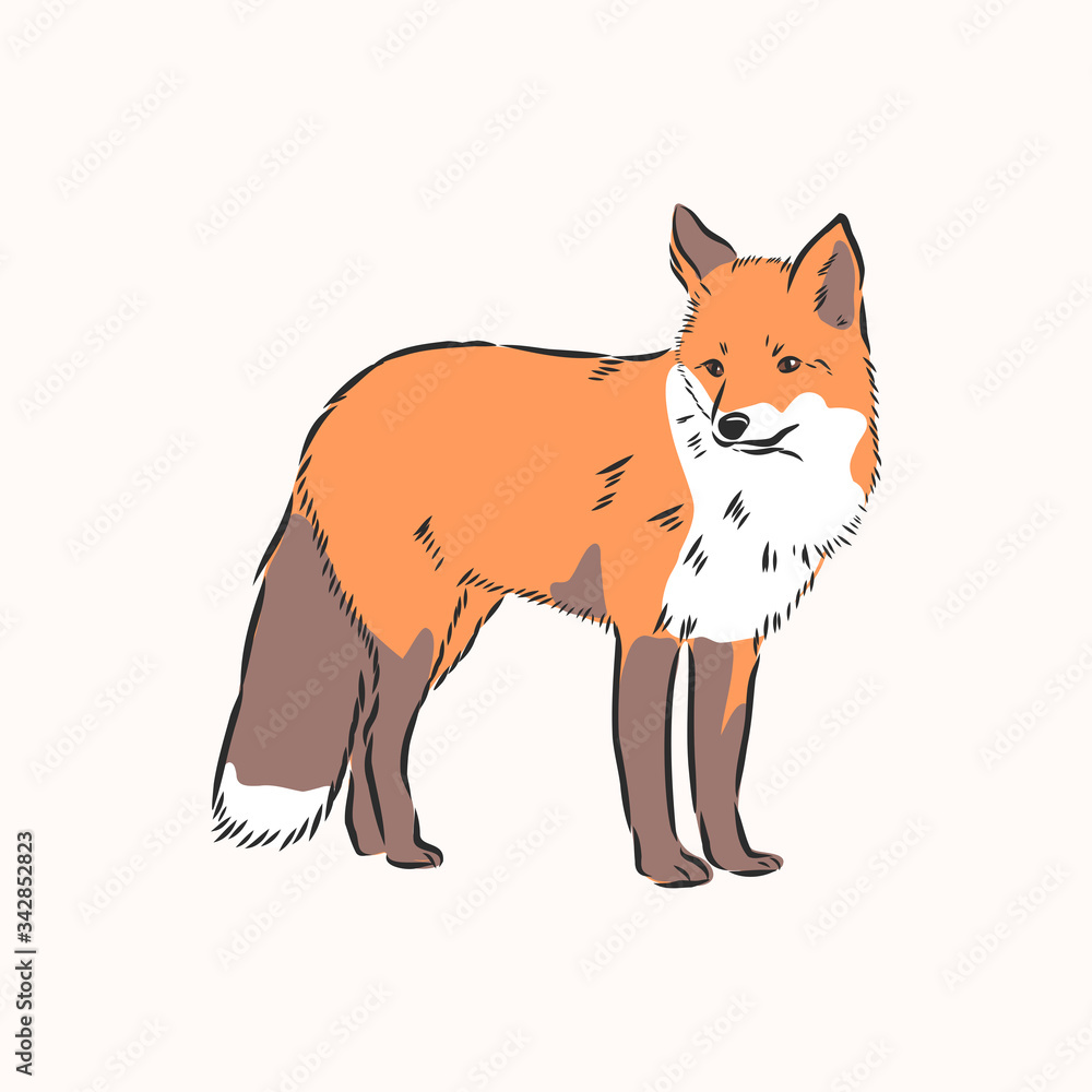 fox,vector image,side view picture isolated on white background,full