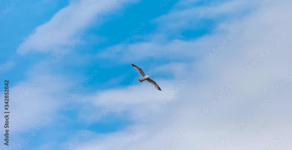 Flying bird river gull on the background of blue sky and white clouds (Background, banner, Wallpaper)