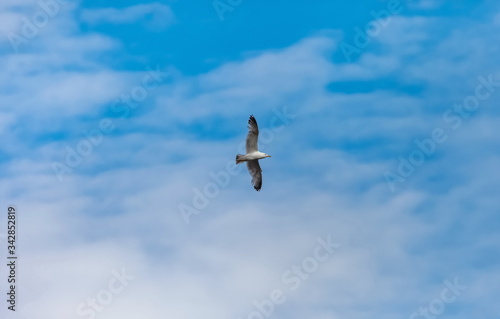 Flying bird river gull on the background of blue sky and white clouds  Background  banner  Wallpaper 