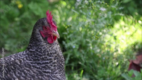 Poule coucou de Rennes