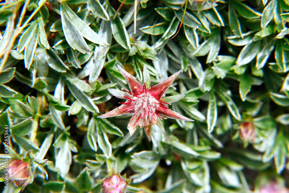 A spiky red flower on a green bush A spiky red flower on a green bush