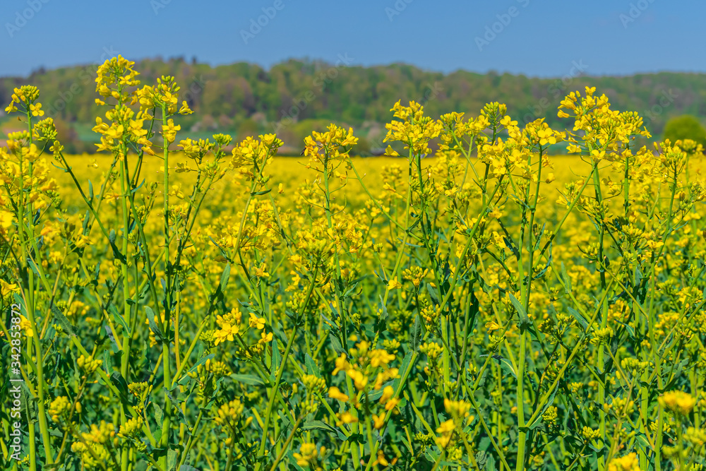 Rapeseed field at summer sunlight. Blue sky, fresh nature background. Agriculture, food concept Rapeseed field at summer sunlight. Blue sky, fresh nature background. Agriculture, food concept