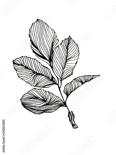 hand drawn pencil sketch one isolated alder leaf on a white background.