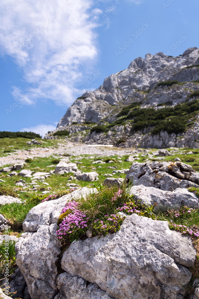Alpine mountain wildflowers near top of the Grosser Donnerkogel Mountain in Alps, Gosau, Gmunden district, Upper Austria federal state, sunny summer day, clear blue sky, exploration wanderlust concept