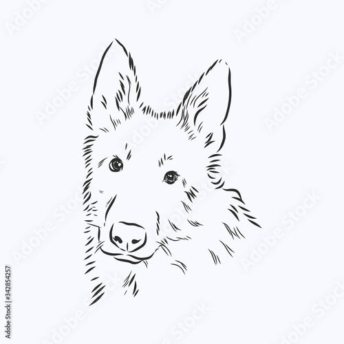 german shepard vector illustration, portrait sketch in black lines. dog head portrait of a Sheepdog vector sketch illustration
