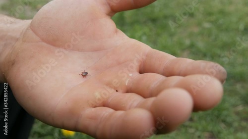 Dangerous brown tick Ixodida crawls on the hand of a male farmer in nature. photo