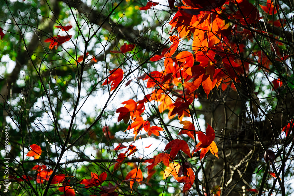 Beautiful red and green maple leaves pattern texture on the tree Beautiful red and green maple leaves pattern texture on the tree