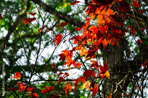 Beautiful red and green maple leaves pattern texture on the tree