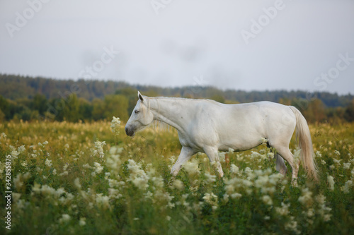 Fototapeta Naklejka Na Ścianę i Meble -  white horse in field