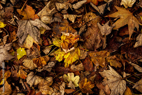 Falling leaves photo
