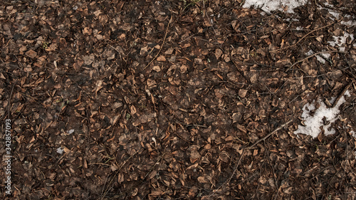 Dry autumn leaves on the ground are brown in color, texture, background.