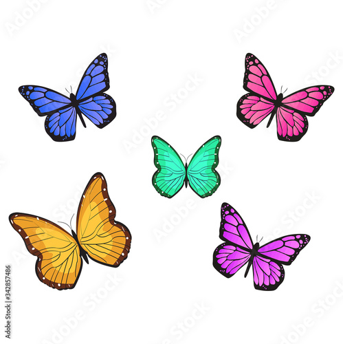 butterfly vector illustration  © Shajaha