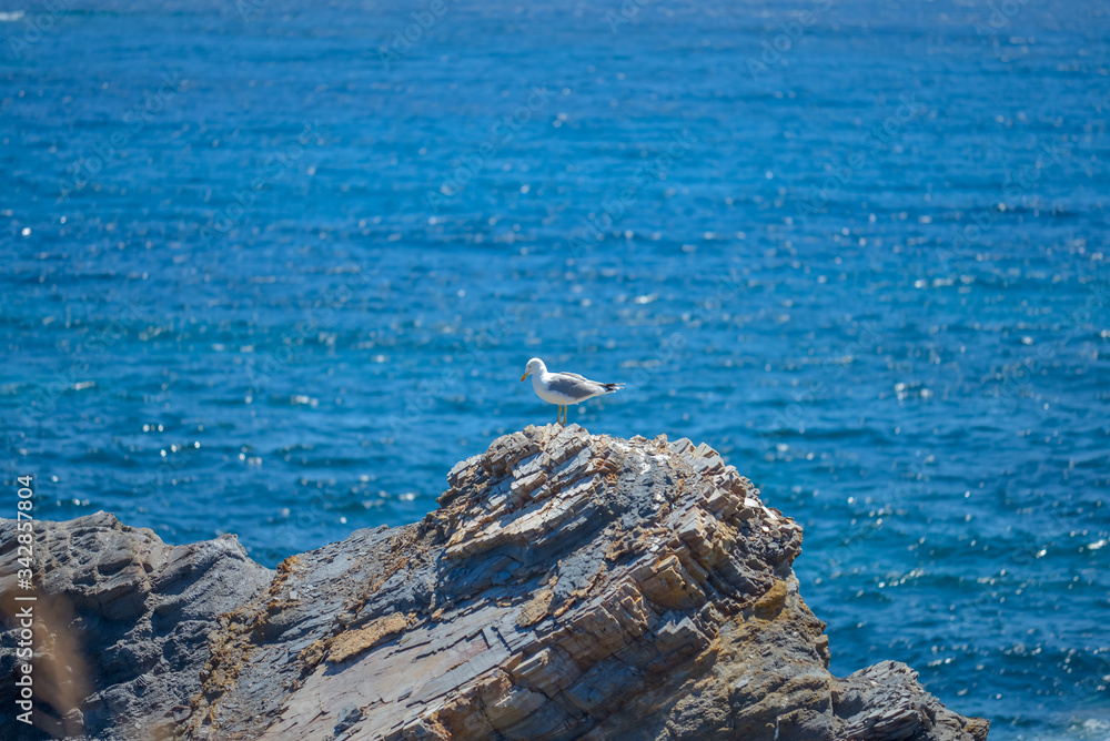 Birds on the mediterranean coast