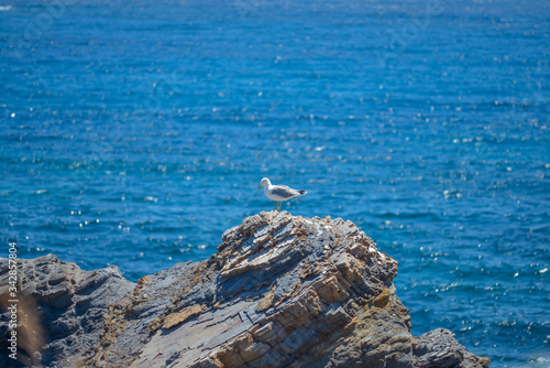 Birds on the mediterranean coast