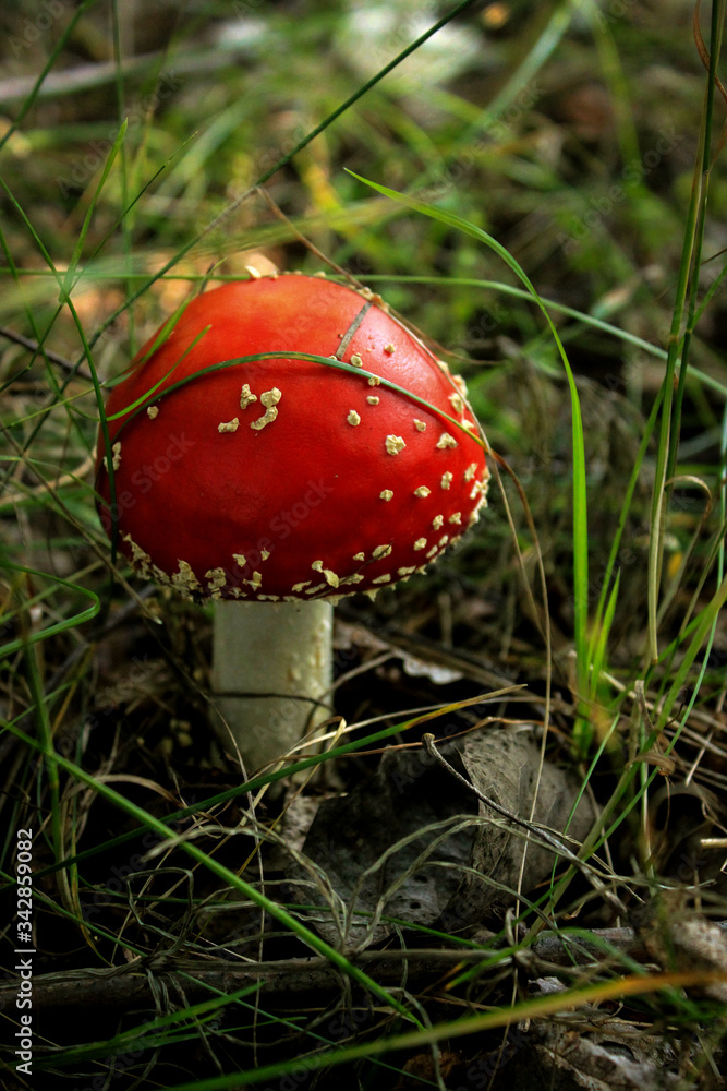 beautiful red fly agaric close up on the background of green grass in the forest beautiful red fly agaric close up on the background of green grass in the forest