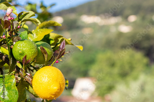 Citrons naturels dans son arbre. photo