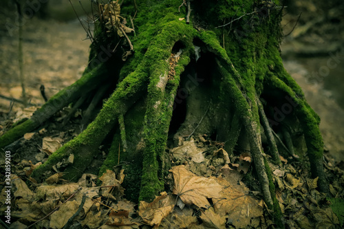 beautiful roots of old trees in the forest close up