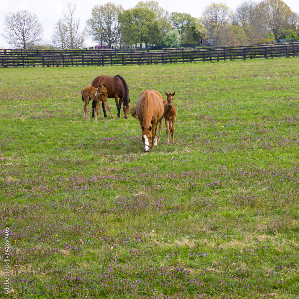 Fototapeta premium Mare with her foal on pastures of horse farm. Spring country landscape.
