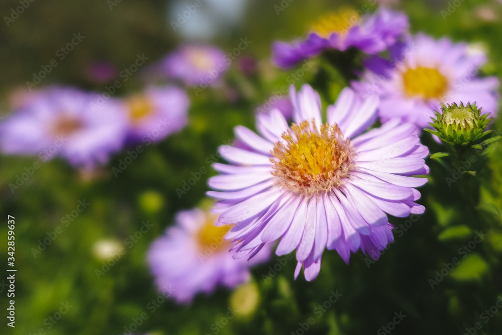 Purple flower yellow middle macro shot; garden blurred background Purple flower yellow middle macro shot; garden blurred background