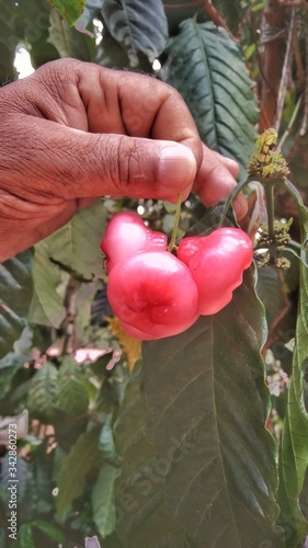 hand picking syzyguim samarangense photo