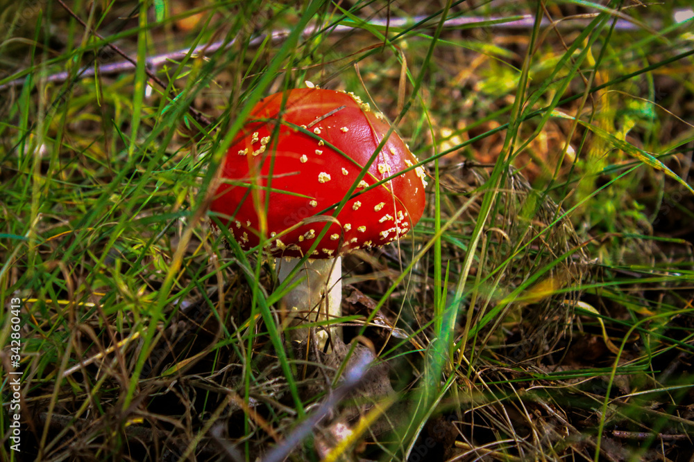 beautiful red fly agaric close up on the background of green grass in the forest beautiful red fly agaric close up on the background of green grass in the forest