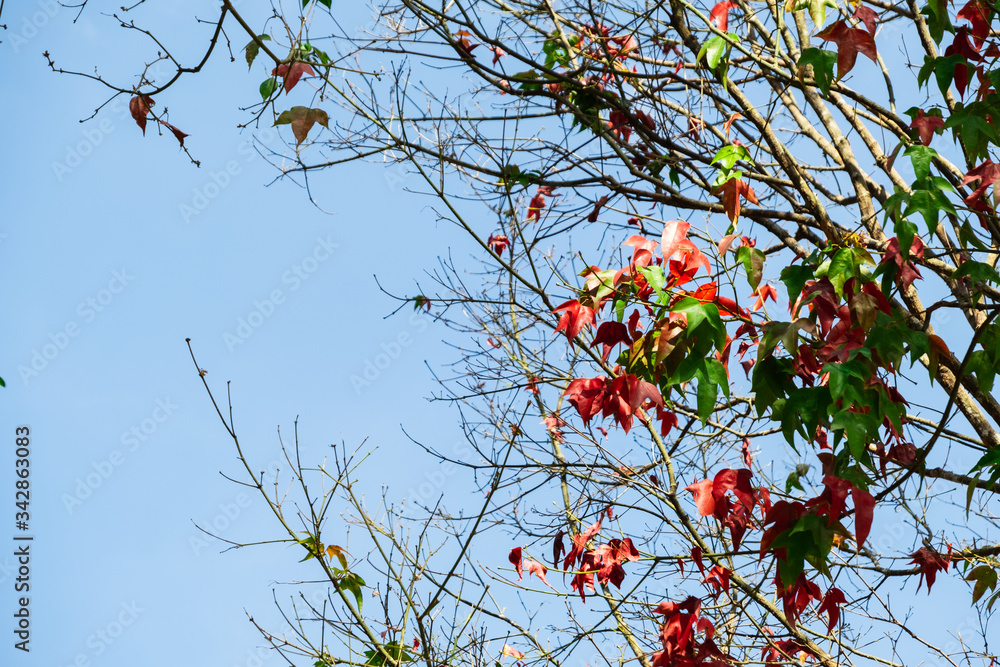 Red and green maple leaves on the tree in autumn with blue sky background