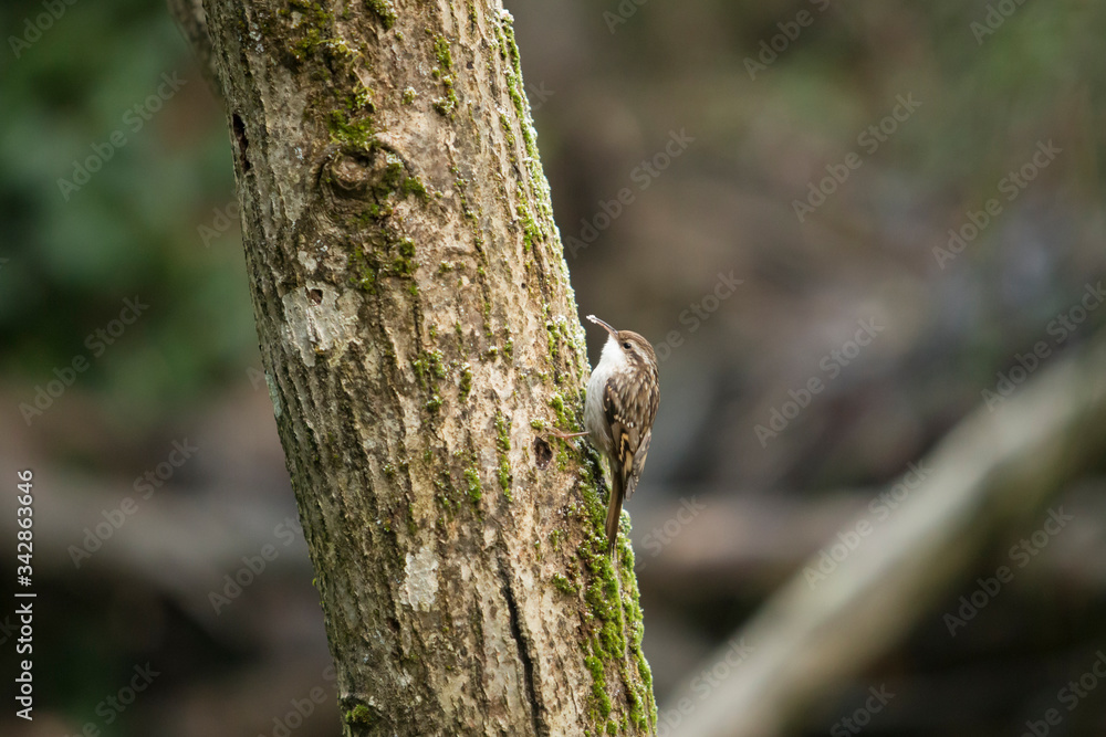 Short-toed treecreeper perched on a log. Short-toed treecreeper perched on a log.