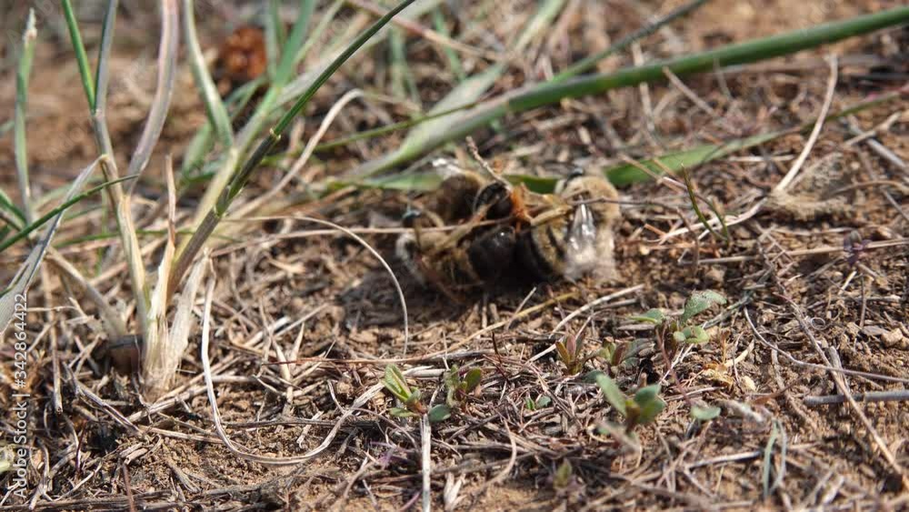 Wild bees during the breeding season, males fight for the opportunity to mate with females. Ukraine Wild bees during the breeding season, males fight for the opportunity to mate with females. Ukraine