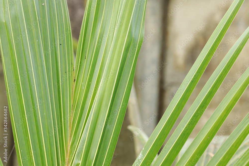 Small coconut trees are in the nursery before being planted in the soil. Small coconut trees are in the nursery before being planted in the soil.