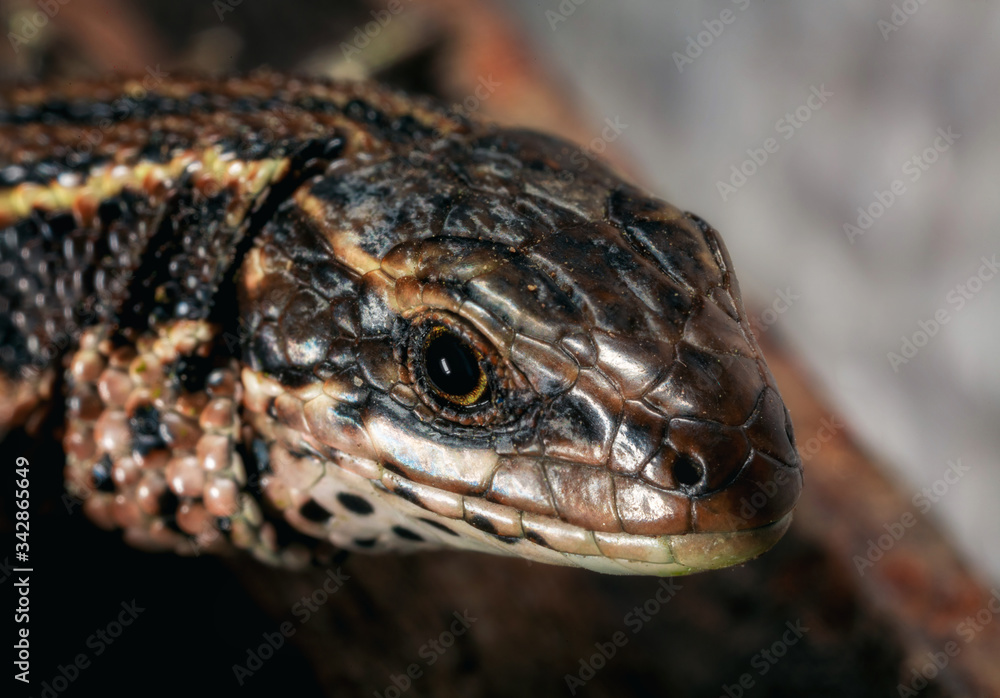 Naklejka premium Wild brown lizard. Brown lizard close-up in the wild. Scales of a lizard close-up.