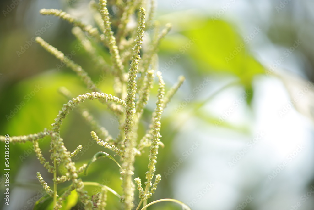 Thorny Amaranthus (Amaranthus spinosus, spiny amaranth, spiny pigweed, prickly amaranth, thorny amaranth) with natural background Thorny Amaranthus (Amaranthus spinosus, spiny amaranth, spiny pigweed, prickly amaranth, thorny amaranth) with natural background