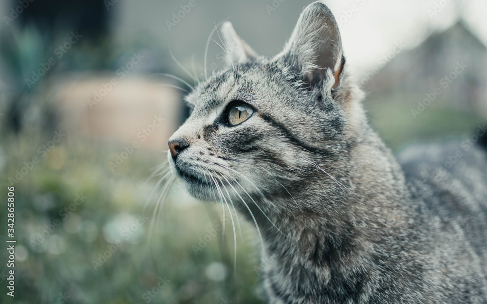 Obraz premium Adorable cat on the grass