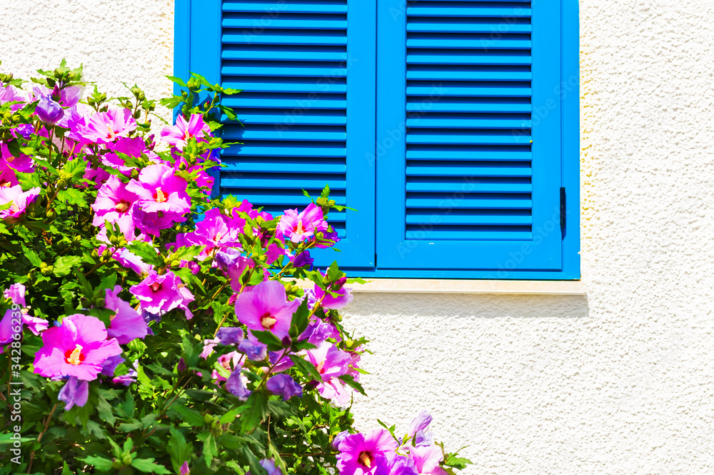 Window with blue shutters on the white wall and blooming pink flowers. Mediterranean traditional architecture