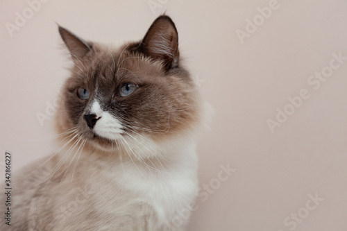 Siberian cats, white neva masquerade. Trimmed cat on a light background