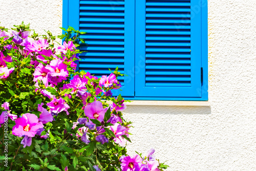 Window with blue shutters on the white wall and blooming pink flowers. Mediterranean traditional architecture