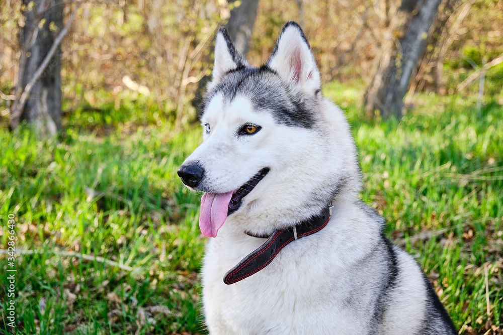 Portrait of a Siberian husky dog in a Park on a background of green grass.
