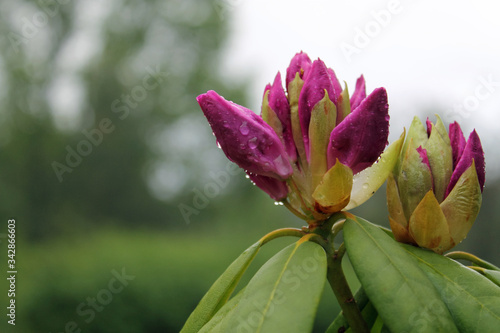 Rhododendronbl  te mit Regentropfen